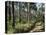 Path Through Pines, Mountain Pine Ridge, Belize, Central America-Upperhall-Premier Image Canvas