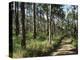 Path Through Pines, Mountain Pine Ridge, Belize, Central America-Upperhall-Premier Image Canvas