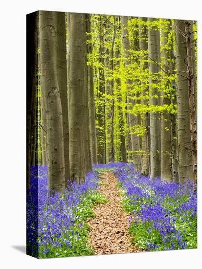 Path through the Blue Forest-Terry Eggers-Premier Image Canvas