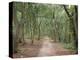 Path Through the Forest in Summer, Avon, England, United Kingdom-Michael Busselle-Premier Image Canvas