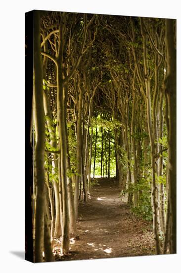 Path Through the Trees-Karyn Millet-Premier Image Canvas