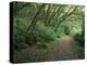 Path Through Trees, Redwoods National Park, CA-Mark Gibson-Premier Image Canvas