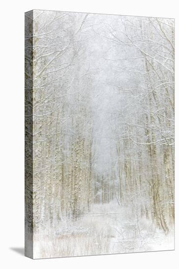 Path Through Winter Forest Gunnebo Kulturreservat, Mölndal, Sweden, Europe-Utterstr?m Photography-Premier Image Canvas