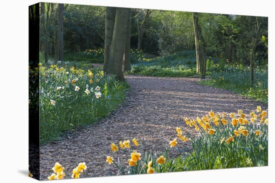 Path Thru Wooded Garden with Daffodils-Anna Miller-Premier Image Canvas