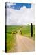 Path with Cypress Trees in Field, San Quirico D'Orcia, Val D'Orcia, Siena Province, Tuscany, Italy-null-Premier Image Canvas