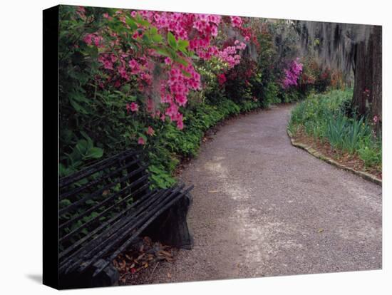 Pathway and Bench in Magnolia Plantation and Gardens, Charleston, South Carolina, USA-Julie Eggers-Premier Image Canvas