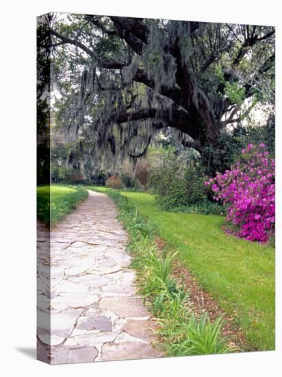 Pathway in Magnolia Plantation and Gardens, Charleston, South Carolina, USA-Julie Eggers-Premier Image Canvas