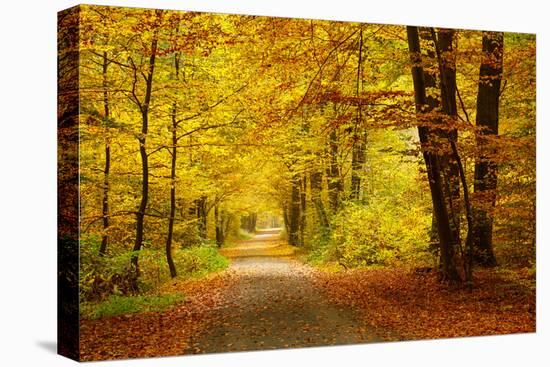 Pathway in the Autumn Forest-sborisov-Premier Image Canvas
