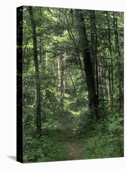 Pathway of the Wilderness Road, Levi Jackson Wilderness Road State Park, Kentucky-null-Premier Image Canvas