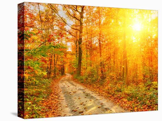 Pathway through the Autumn Forest-sborisov-Premier Image Canvas