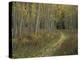 Pathway Thru Autumn Aspen Trees, San Isabel National Forest, Colorado, USA-Adam Jones-Premier Image Canvas