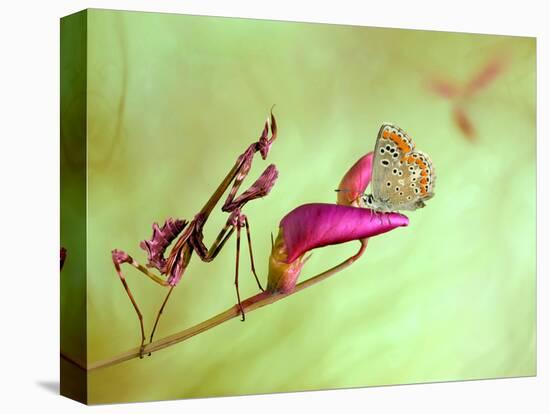 Patience-Jimmy Hoffman-Premier Image Canvas