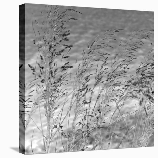 Patmos Grasses-Tony Koukos-Stretched Canvas