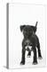 Patterdale Cross Terrier-null-Premier Image Canvas