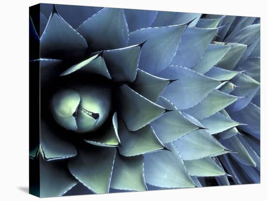 Pattern in Agave Cactus-Adam Jones-Premier Image Canvas