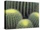 Pattern in Cactus-Adam Jones-Premier Image Canvas