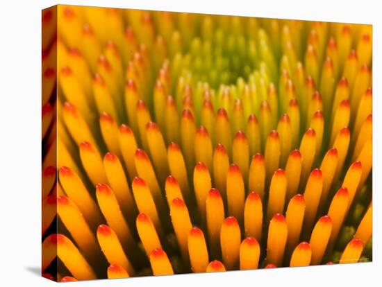 Pattern in Coneflower-Adam Jones-Premier Image Canvas