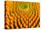 Pattern in Coneflower-Adam Jones-Premier Image Canvas