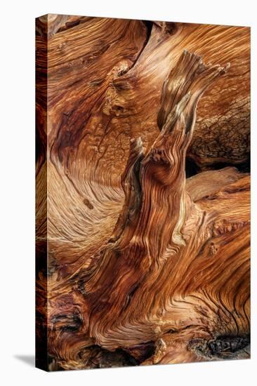 Pattern in wood of Bristlecone pine, White Mountains, Inyo National Forest, California-Adam Jones-Premier Image Canvas