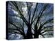 Pattern of Branches in Stately American Elm Tree-Adam Jones-Premier Image Canvas