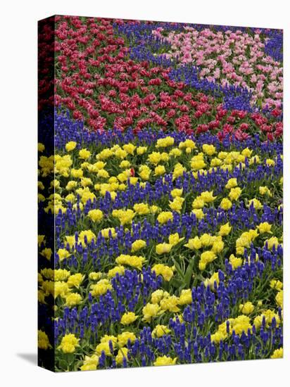 Pattern of tulips and Grape Hyacinth flowers, Keukenhof Gardens, Lisse, Netherlands-Adam Jones-Premier Image Canvas