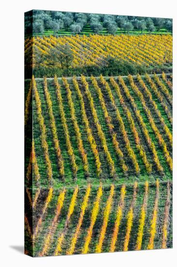 Patterned lines of vineyards in Autumnal colours in afternoon light, backed by olive groves-James Strachan-Premier Image Canvas