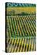 Patterned lines of vineyards in Autumnal colours in afternoon light, backed by olive groves-James Strachan-Premier Image Canvas