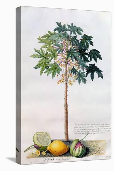 Pawpaw Tree, 1742-Georg Dionysius Ehret-Premier Image Canvas