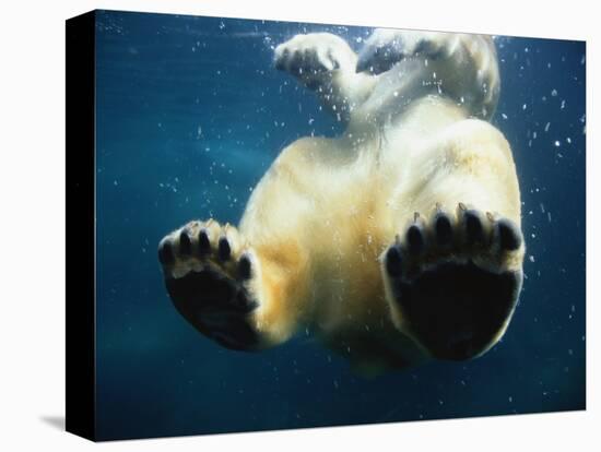 Paws of a Floating Polar Bear-Stuart Westmorland-Premier Image Canvas