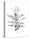 Paynes Grey Botanicals II-Emma Scarvey-Stretched Canvas