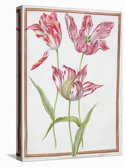 Pd.109-1973.F14 Three 'Broken' Tulips-Nicolas Robert-Premier Image Canvas