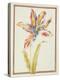 Pd.109-1973.F19 a Multicoloured 'Broken' Tulip-Nicolas Robert-Premier Image Canvas