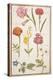 Pd.109-1973.F2 Two Carnations, French Marigold, Spanish Broom, Double Stock, Borage and Maguerite-Nicolas Robert-Premier Image Canvas