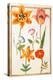 Pd.109-1973.F26 Two Tulips, Convolvulus, Lilium Bulbiferum and French Marigold (W/C on Vellum)-Nicolas Robert-Premier Image Canvas