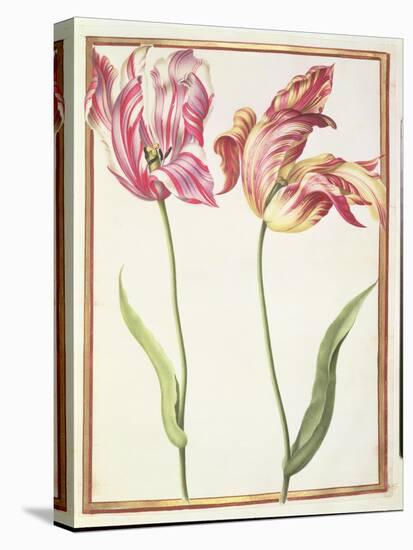 Pd.109-1973.F4 Two 'Broken' Tulips-Nicolas Robert-Premier Image Canvas