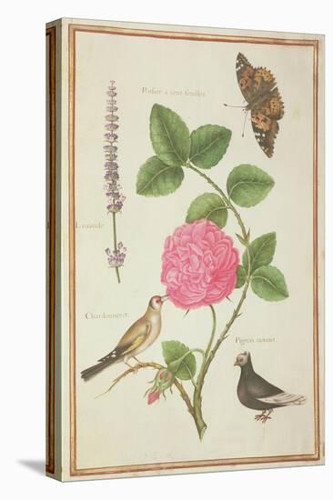 Pd.109-1973.F60 Centifolia Rose, Lavender, Tortoiseshell Butterfly, Goldfinch and Crested Pigeon-Nicolas Robert-Premier Image Canvas