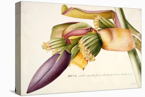 Pd.117-1973F.19 Flower of the Banana Tree-Georg Dionysius Ehret-Premier Image Canvas