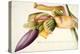 Pd.117-1973F.19 Flower of the Banana Tree-Georg Dionysius Ehret-Premier Image Canvas