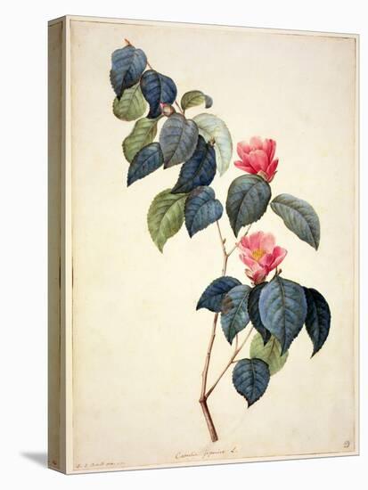 Pd.21-1960 Camellia Japonica, 1793-Pierre-Joseph Redouté-Premier Image Canvas
