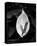 Peace Lily-Harold Silverman-Stretched Canvas