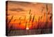 Peaceful Chesapeake Bay Sunrise in Calvert County, Maryland.-Yvonne Navalaney-Premier Image Canvas
