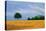 Peaceful Field-Herb Dickinson-Premier Image Canvas