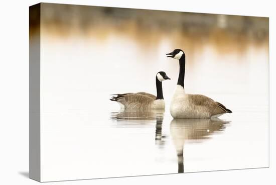 Peaceful Reflections (Canada Geese, Montana)-Jason Savage-Stretched Canvas