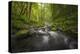 Peaceful river flowing through a forest-Sheila Haddad-Premier Image Canvas