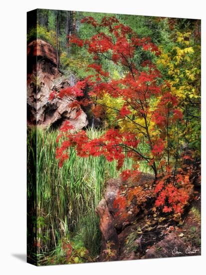 Peaceful Woods I-David Drost-Premier Image Canvas