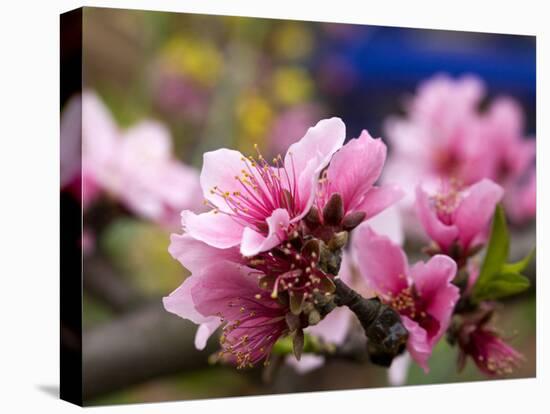 Peach Blossom Close Macro, Village, Chengdu, Sichuan, China-William Perry-Premier Image Canvas