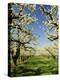 Peach Blossoms, Hood River, Oregon, USA-Michel Hersen-Premier Image Canvas