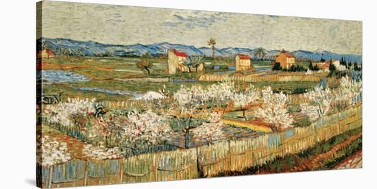 Peach Blossoms in the Crau, c.1889-Vincent van Gogh-Stretched Canvas