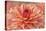 Peach Colored Dahlia Flower-Cora Niele-Premier Image Canvas