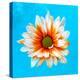 Peach Daisy-Gail Peck-Premier Image Canvas